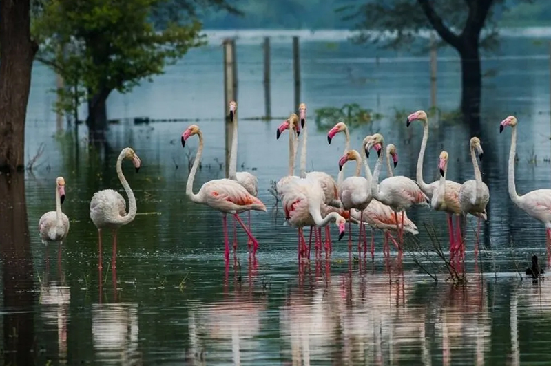 Bharatpur
