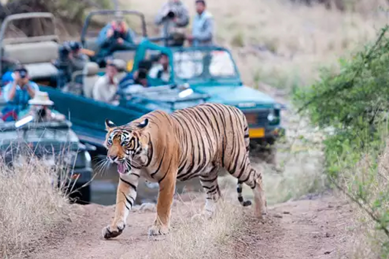 Sariska Tiger Reserve