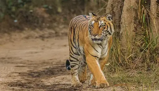Jim Corbett National Park: A Wildlife Odyssey