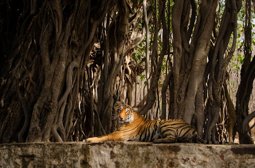 ranthambore national park rajasthan 