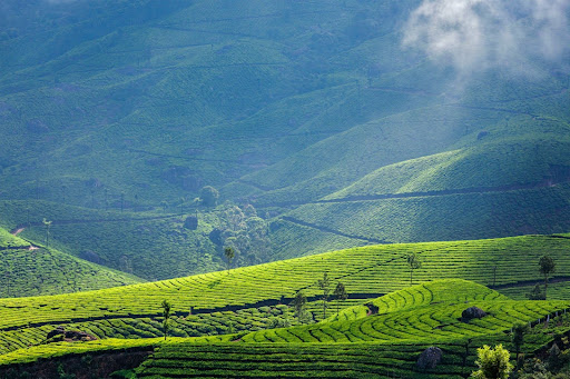 darjeeling west bengal