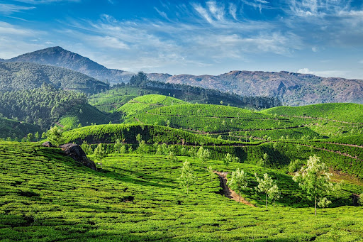 Munnar, Kerala