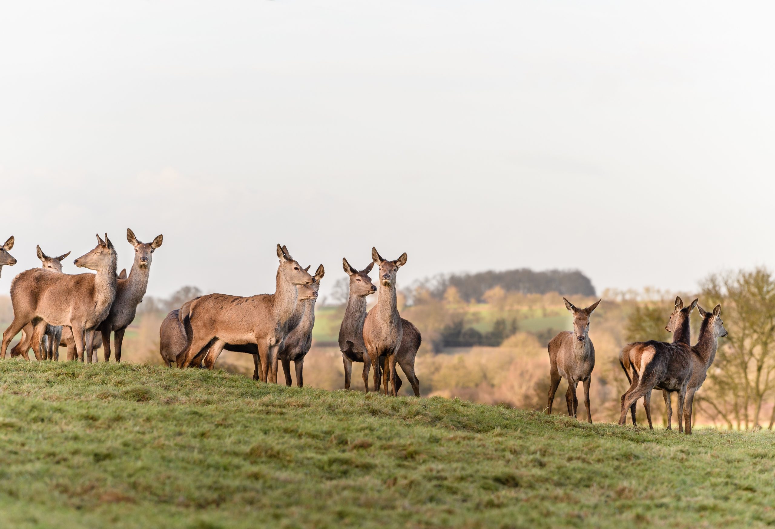 Deer Park, Delhi: Timings, Entry Fee & Attractions