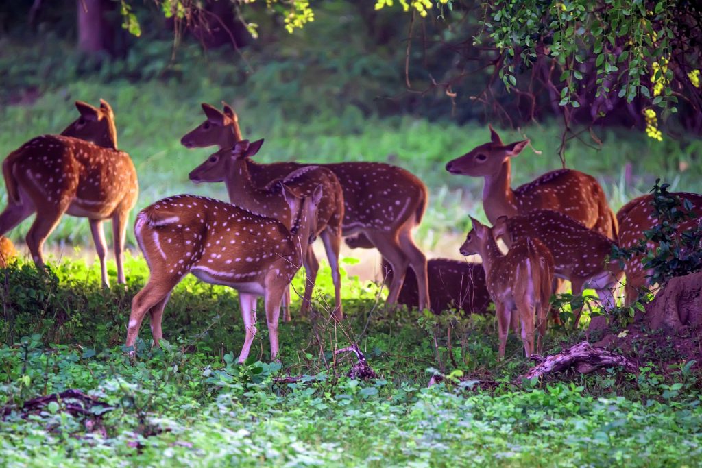 10 Must-Visit Wildlife Destinations in India to Enjoy Safari Tours