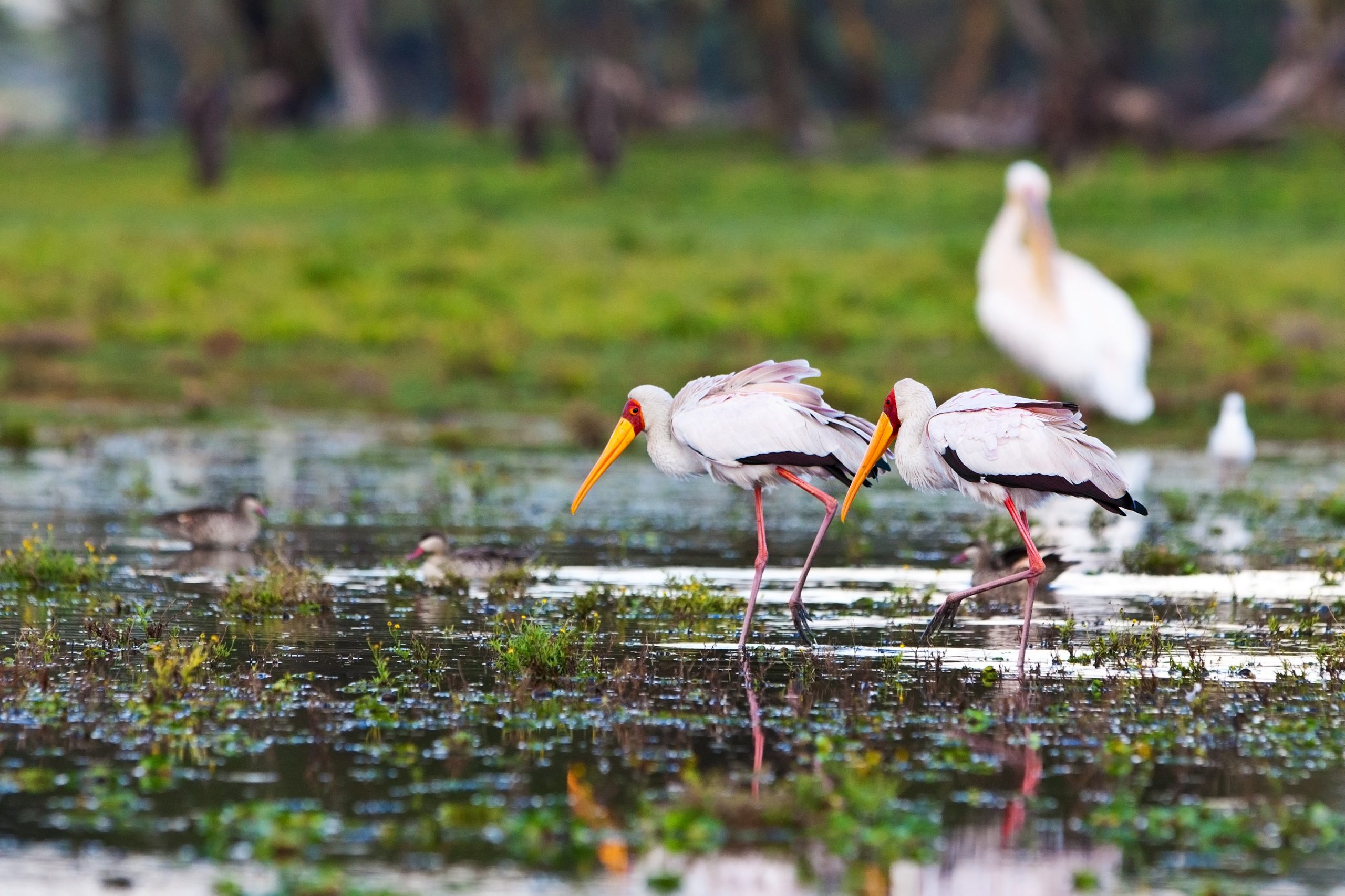 Top 10 Bird Sanctuaries in India That Are Must-See Attractions for Nature Lover