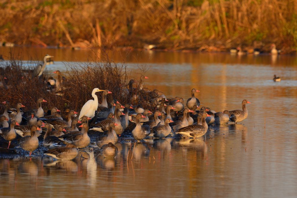 Okhla Bird Sanctuary, Noida: Entry Fee, Timings & Attractions